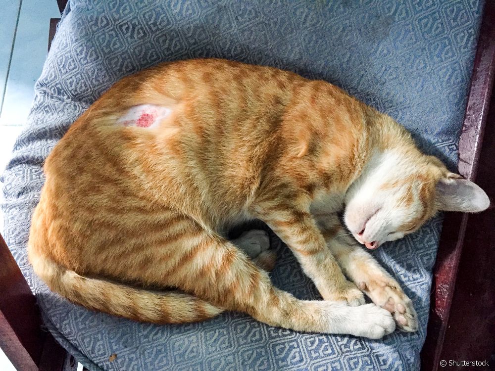 Aprenda a tratar feridas na pele do gato • Amo meu Gato