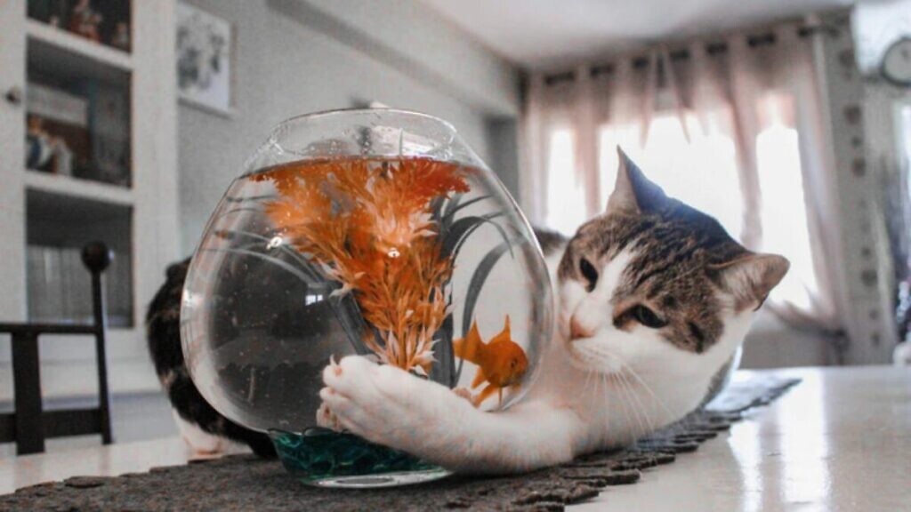 Gato pode comer peixe cru? • Amo meu Gato