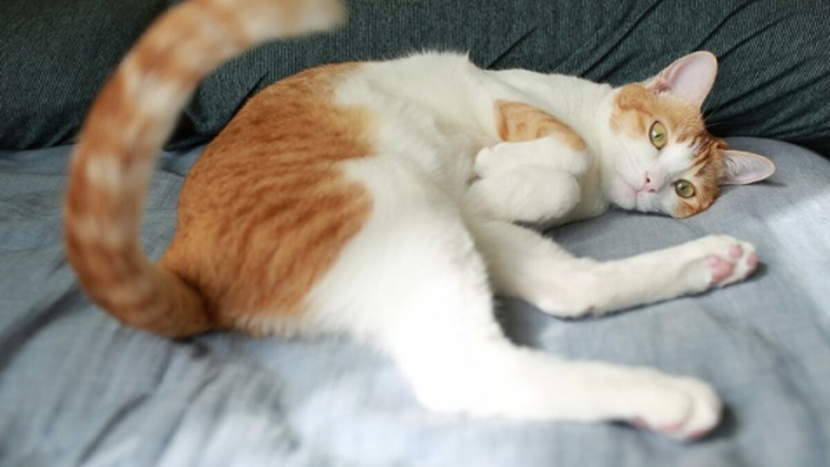 O Que Significa Quando O Gato