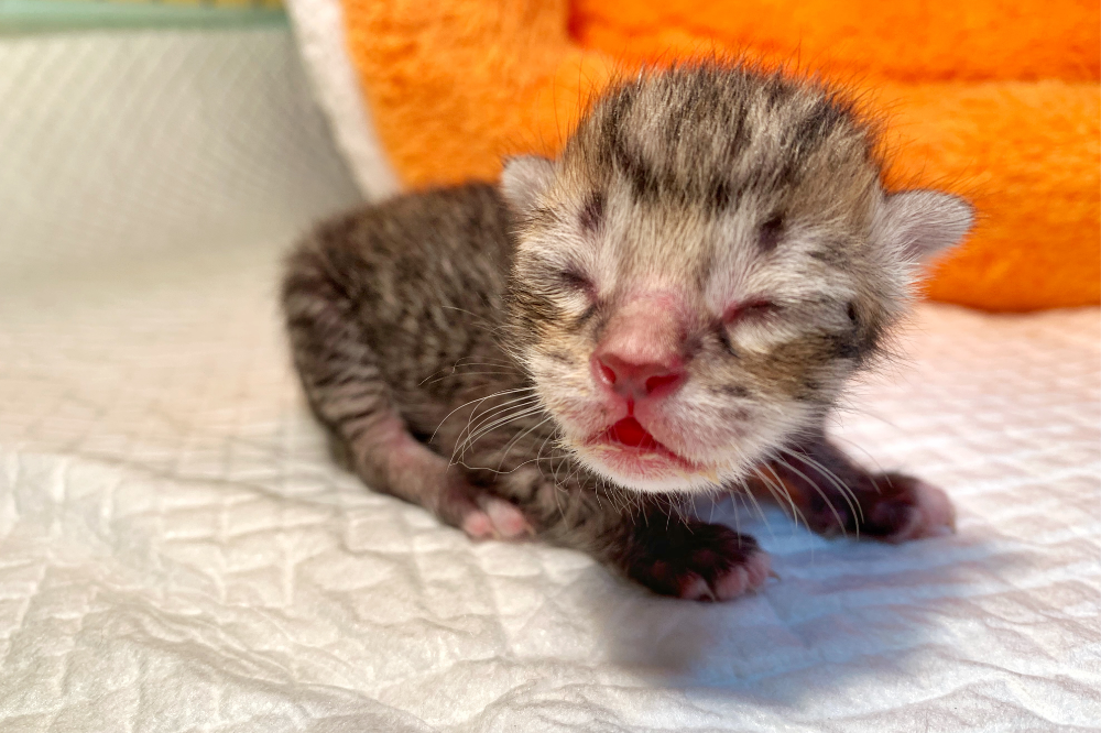 Como cuidar de um gato recém-nascido