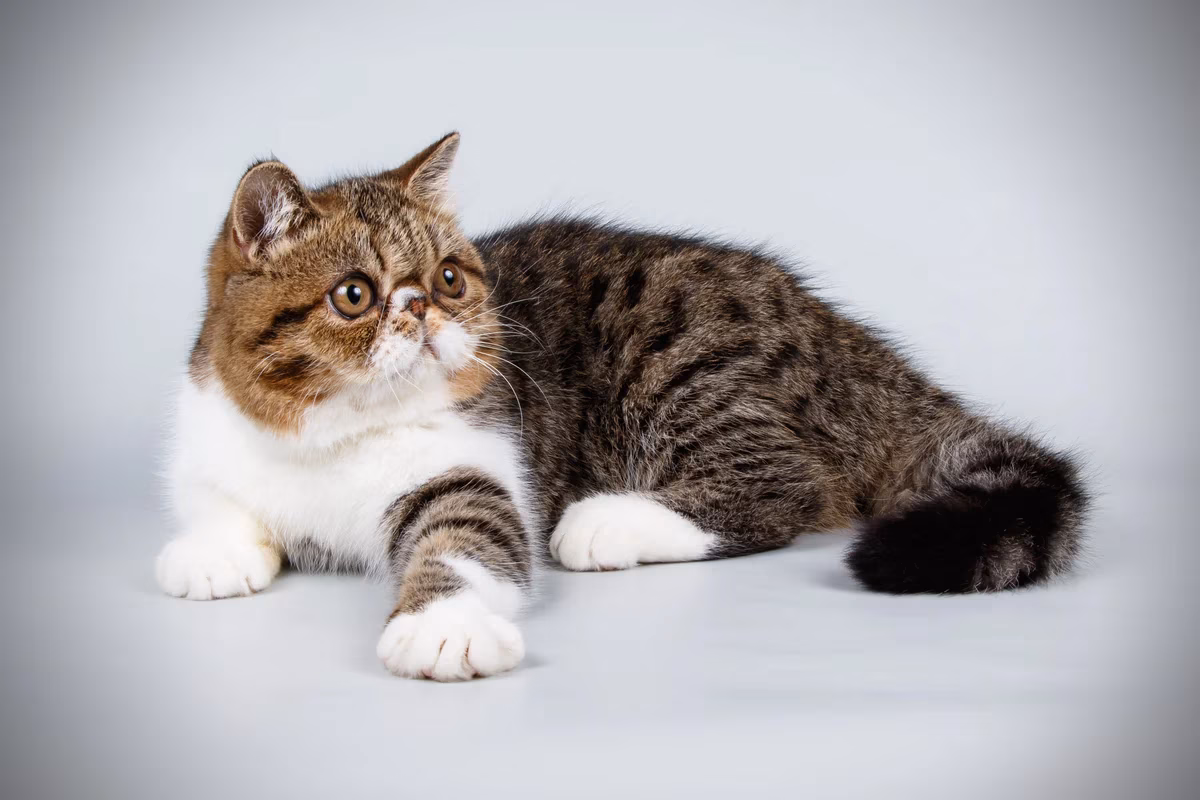 O Gato Exotic Shorthair