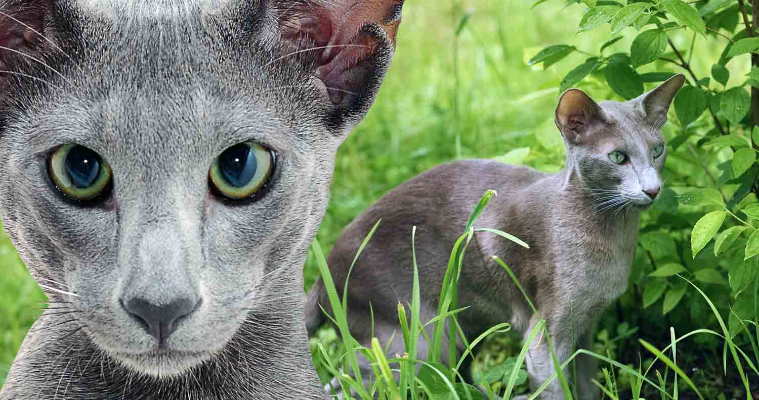 A raça Oriental Shorthair • Amo meu Gato