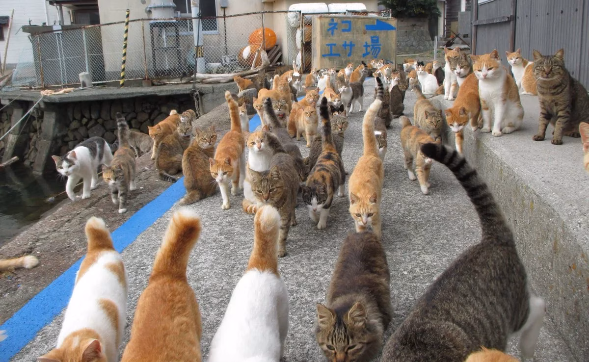 Aoshima, a ilha no Japão com (muito) mais gatos que habitantes
