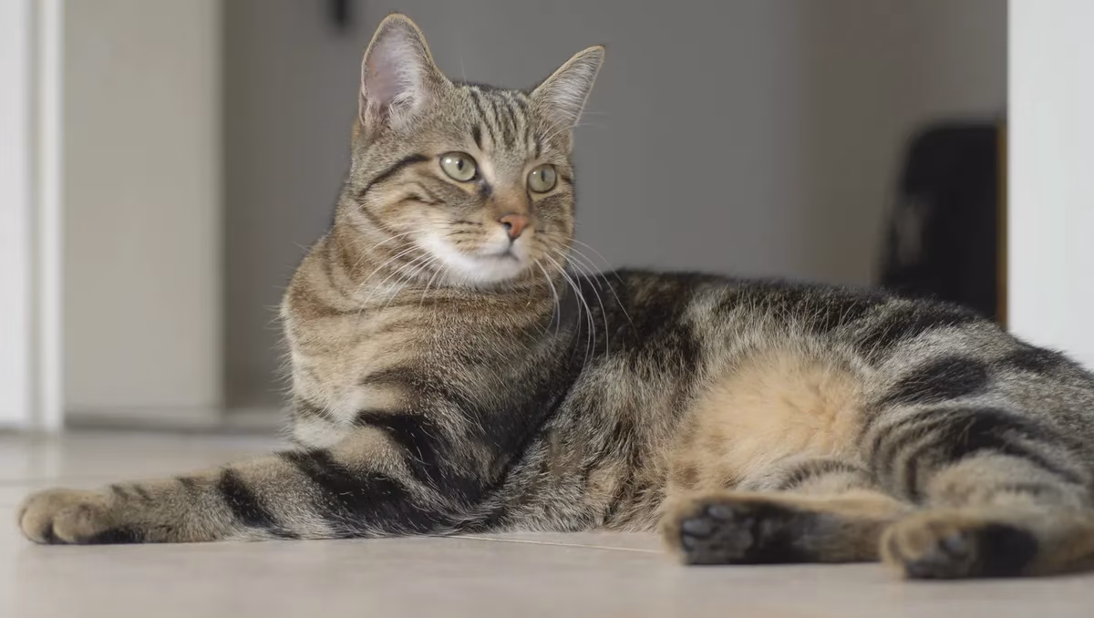 7 raças de gato de pelo curto