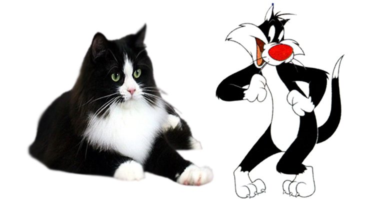 Gato frajola: uma raça famosa inspirada em desenho animado - Panorama PetVet