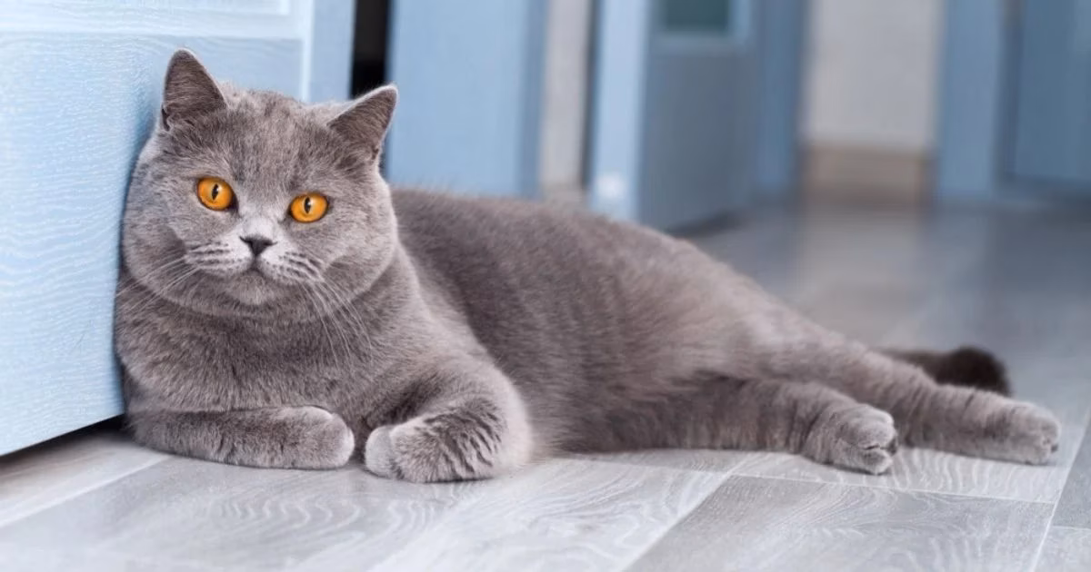 5 raças de gato cinza