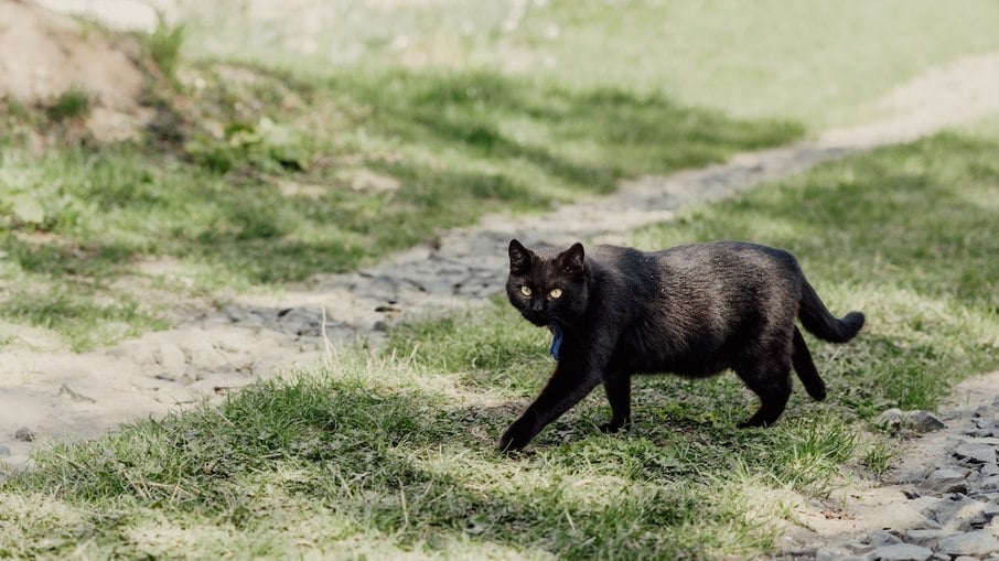 GATO BOMBAIM 🐱 características, cuidados e saúde! 🐾 