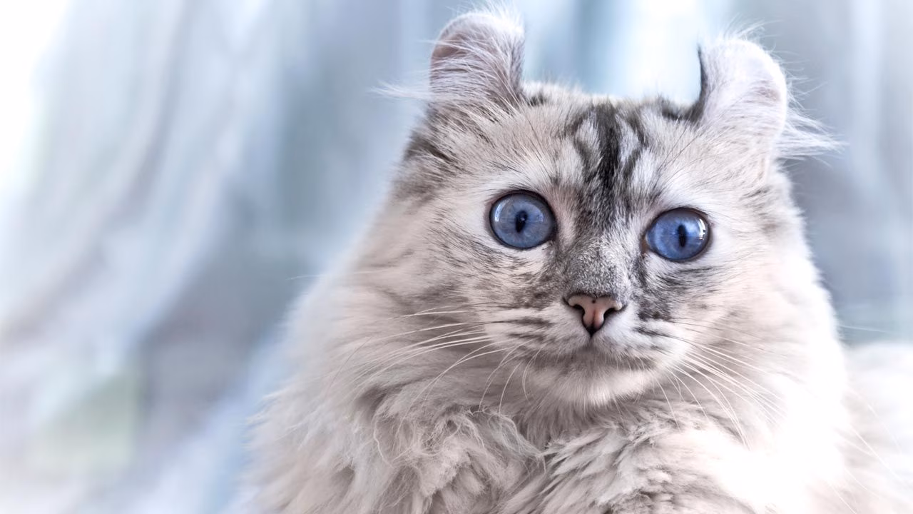 Conheça o Encantador American Curl : A Raça de Gato com Orelhas Inconfundíveis!