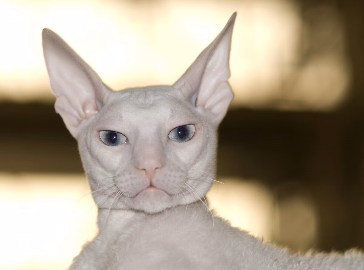 Descubra o Encanto do Cornish Rex : A Raça de Gato Única e Elegante