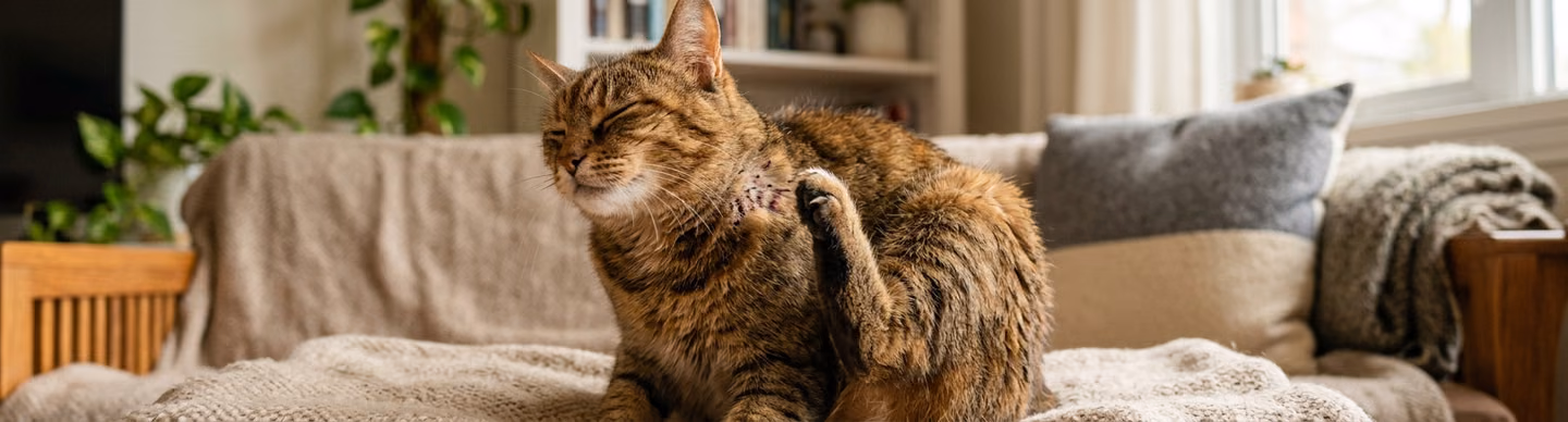 Featured image of post Pulgas em gatos: como identificar, tratar e eliminar do ambiente