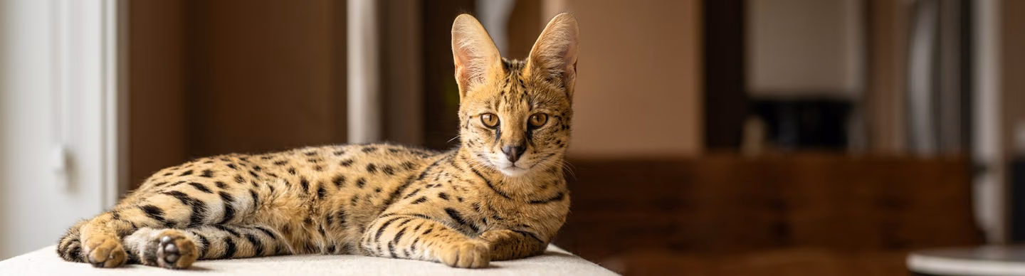 Featured image of post Savannah: o gato híbrido que parece selvagem — e por que ele não é para qualquer casa