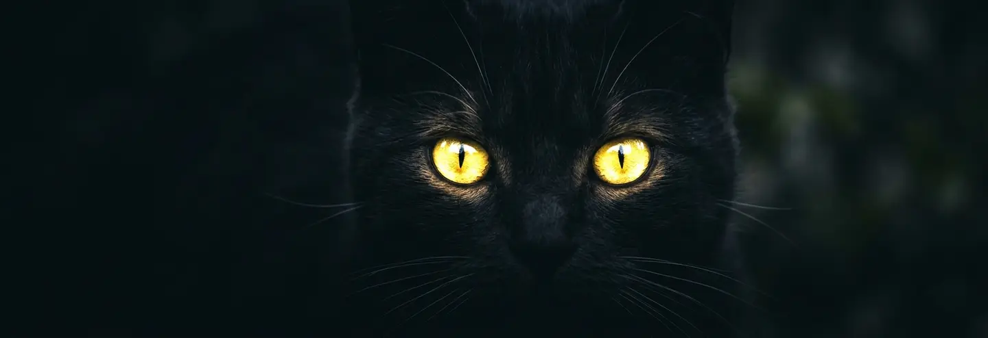 Featured image of post A visão do gato: ele enxerga no escuro?